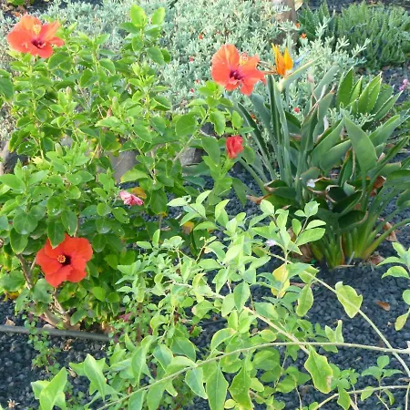 Costa Antigua Апартаменты